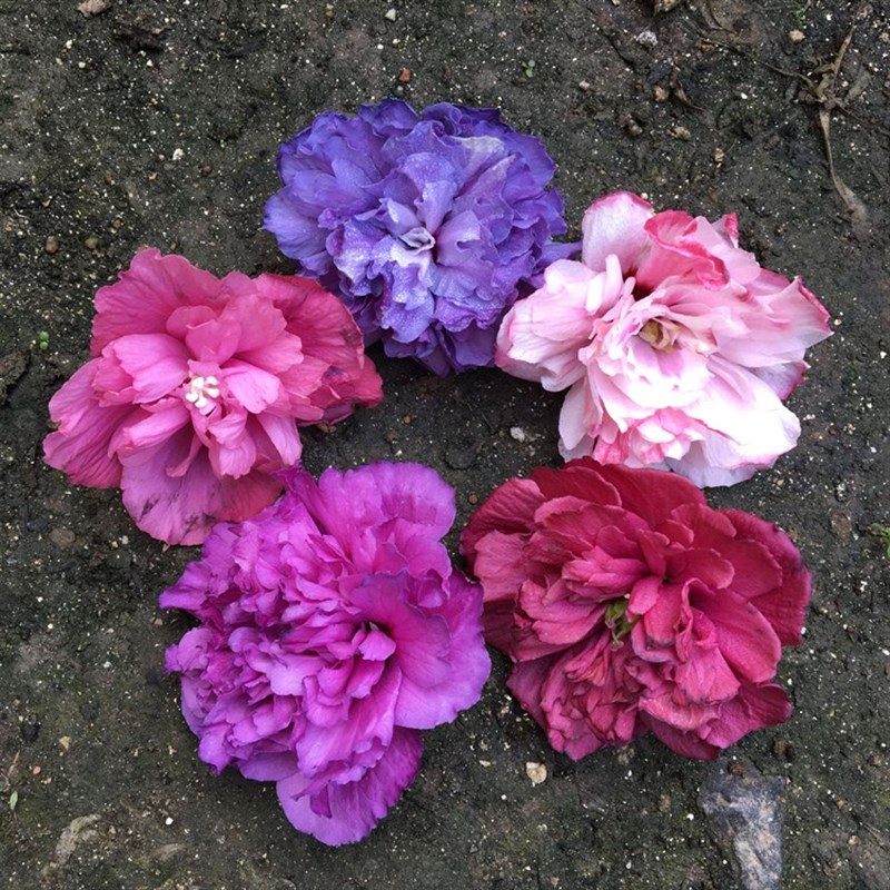 木槿盆栽薄荷冰沙小苗当年开花紫玉蓝莓冰沙木槿花树苗耐寒热植物