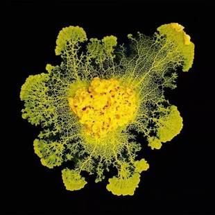 黏菌宠物菌种菌核培养粘菌迷宫曳尾菌学生家养好养史莱姆小宠物活