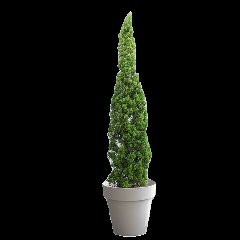 塔松盆栽松柏室内绿植北欧风客厅办公室耶诞树观叶净化空气庭院