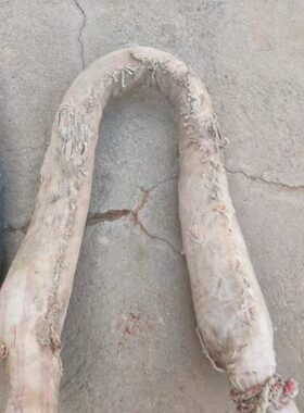 民俗老物件老马套包子农耕牲口马具旧农具马脖子套驴套牛套农村