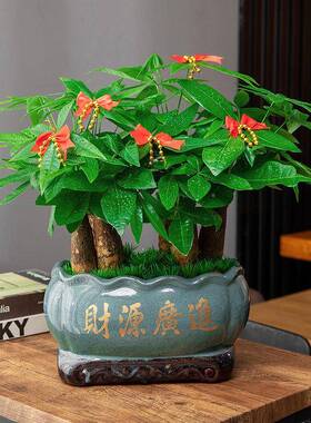 发财小树厂家直供栽室内花卉办公室绿色植物盆景客厅树招财金钱盆