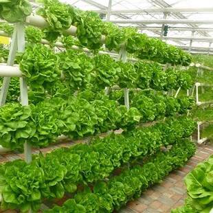 植物工厂无土栽培蔬菜设备技术厂家水培温室种植架室内外种菜机
