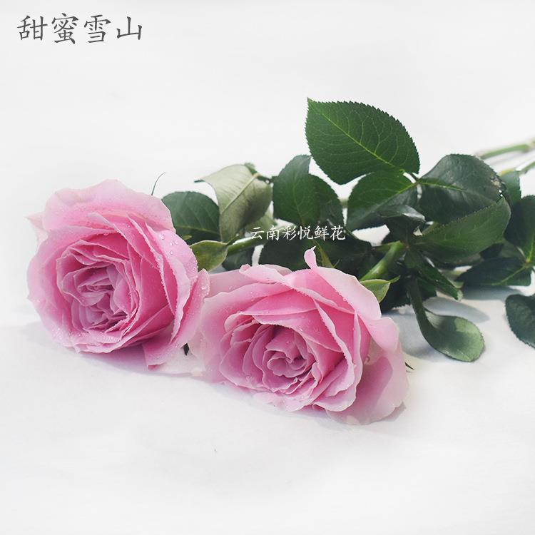 粉色玫瑰鲜花居室家装IUA饰鲜内切花浪漫氛围