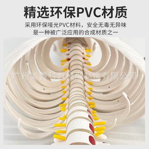 人体骨骼骨架模型成人骼脊分椎椎间盘59关节医标学骨准教学全身模