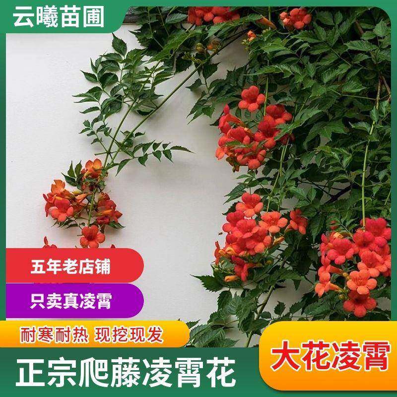R/JfUydl美国凌霄花苗老桩盆耐寒栽地栽阳台庭院楼顶开季花爬藤植