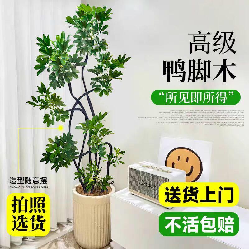 高级鸭脚木盆栽室内客厅观叶植物造型适合新手净化空气好养耐活