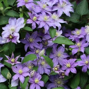 朱斯塔铁线莲花苗成品盆栽重瓣大花庭院养藤本爬藤花期长攀援植物