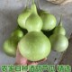 农家自种新鲜宝葫芦瓜酒葫芦瓜蒲瓜济公酒仙葫芦瓜酒瓠瓜葫芦娃