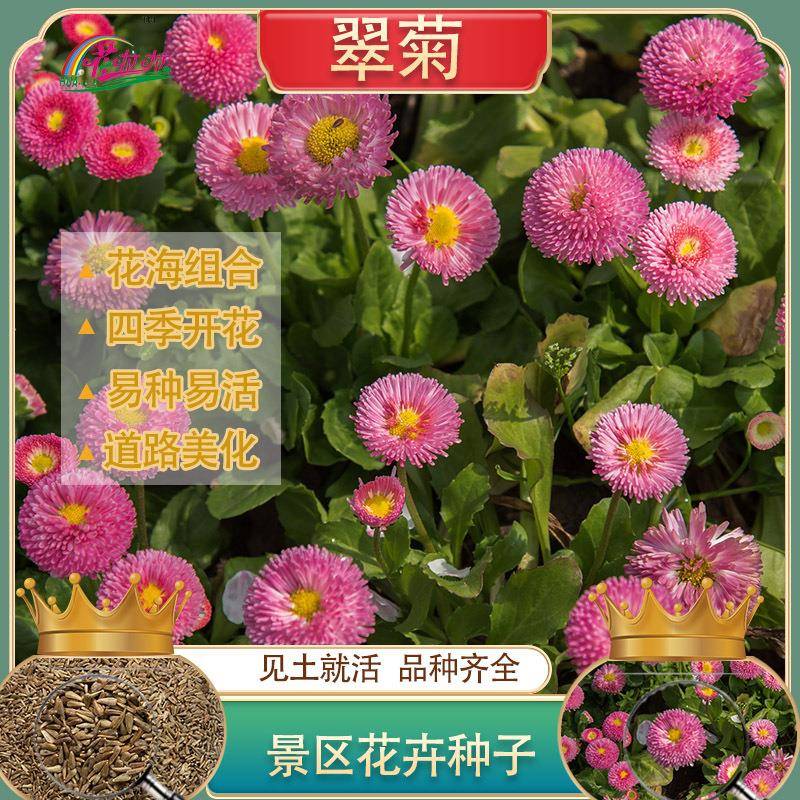 四季开花翠菊花种易种活江西腊花籽花种景观花海绿化工程野花组合