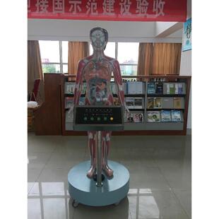 禁毒模型禁毒电动模型人体血液循环禁毒示教模型