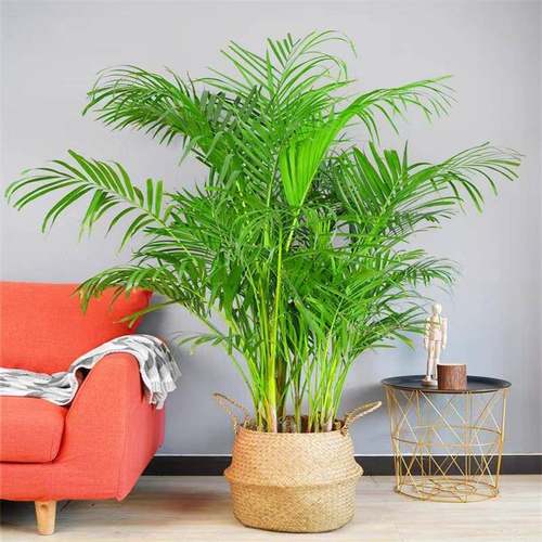 网红散尾葵植物盆栽客厅凤尾竹大型绿植室内办公室好养阳台花卉苗