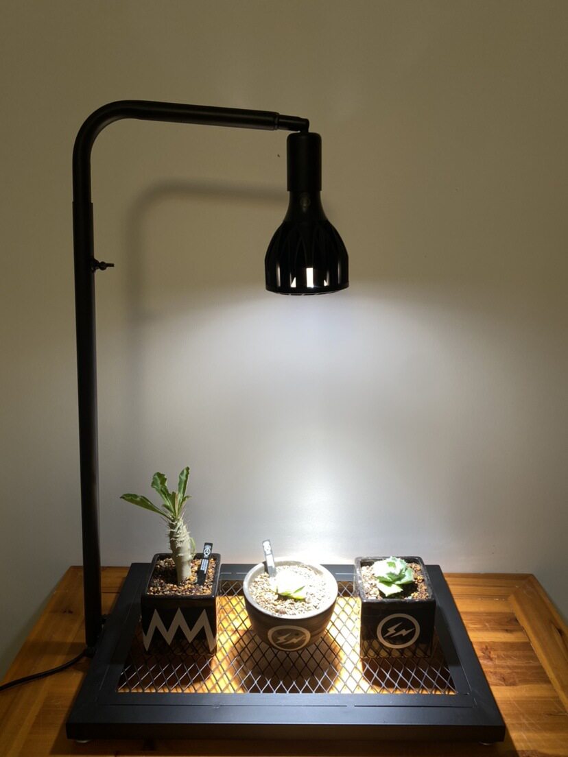 日式块根植物龟甲龙爬藤支架室内盆栽植物攀爬架绿植多肉植物补光