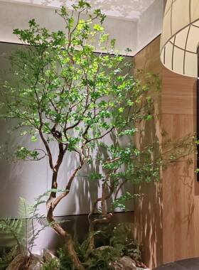 大型真吊木钟树马醉34812室内外天假井橱仿窗装饰树绿植组合景观