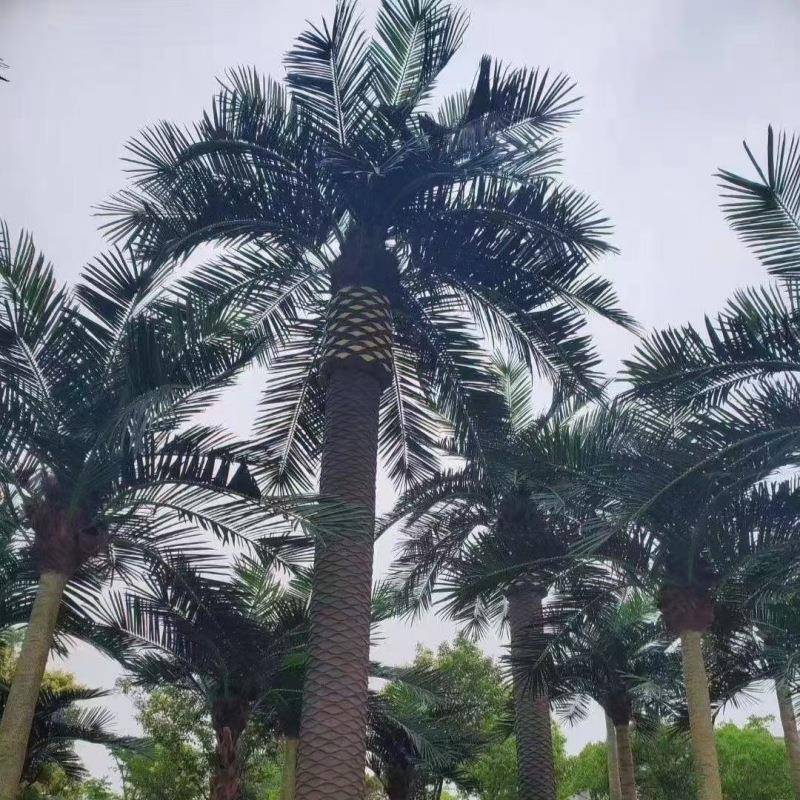 仿真植物海藻树假树椰子树玻璃钢水泥假山塑石植物造景观树