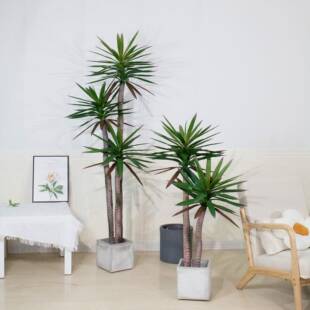 植物苏铁树落地铁树盆栽带盆户外绿植盆景装饰大型假树婚庆北欧风