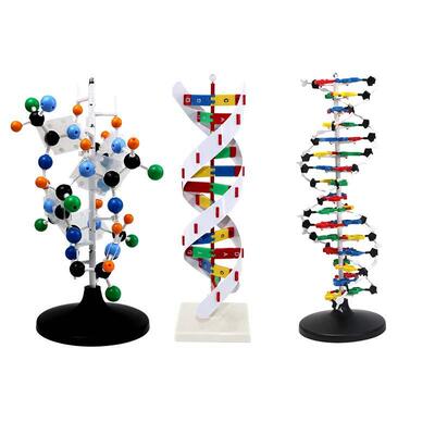 青华DNA双螺旋模型生物基因60cm大号蛋白质模型学校老师教学演示
