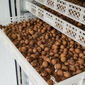 桂圆烘干机龙眼干烘干房空枝DJI气能荔果热风循环烘水箱烤电房