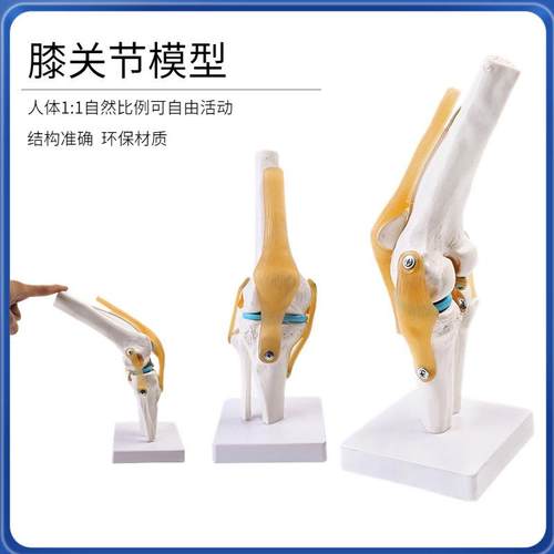 人体关膝关节684功能模型人体骨骼关节型肌模肉膝节膝盖骨骨髌模