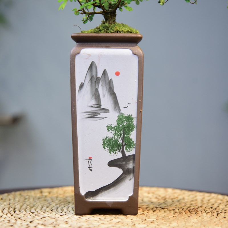 造型小叶榆树盆景老桩悬崖盆栽植物室内书房茶桌四季常青花卉绿植