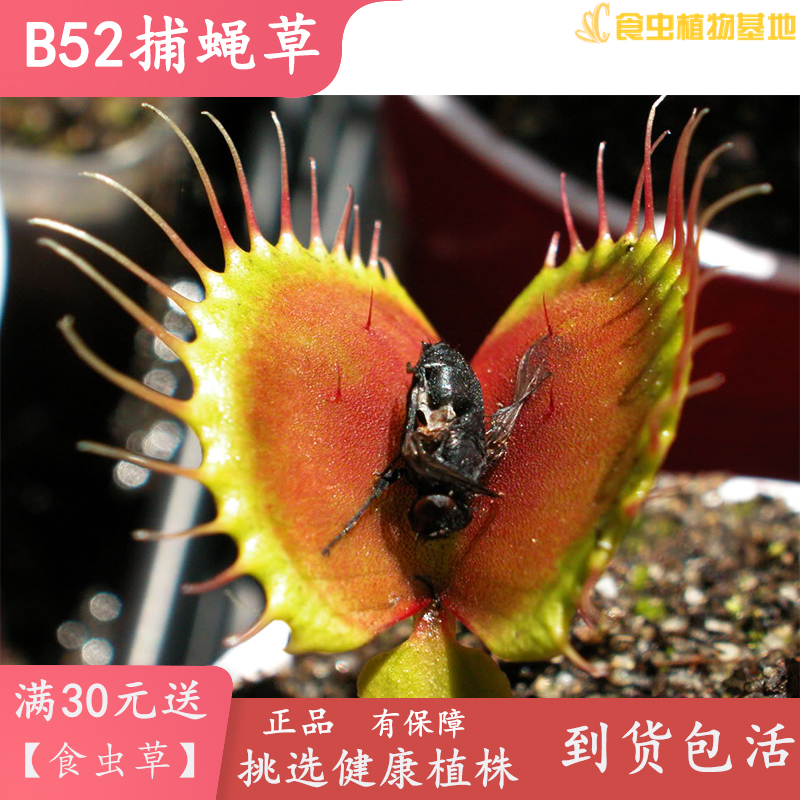 B52捕蝇草【食虫植物大夹子大型驱蚊盆栽绿植品种纯包邮捕虫草】