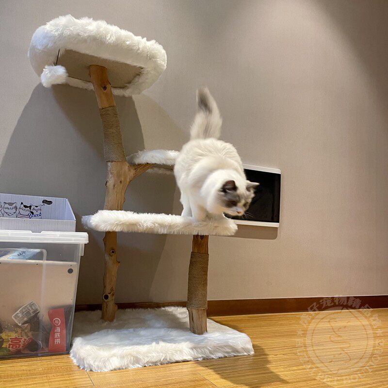 虎仔凯瑞树枝猫爬架猫树一体猫跳台猫抓板猫玩具磨爪宠物猫咪用品