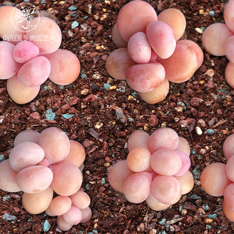 50%颗粒配方土小苗土叶插土播种土多肉植物透气好扎根丹麦泥炭土