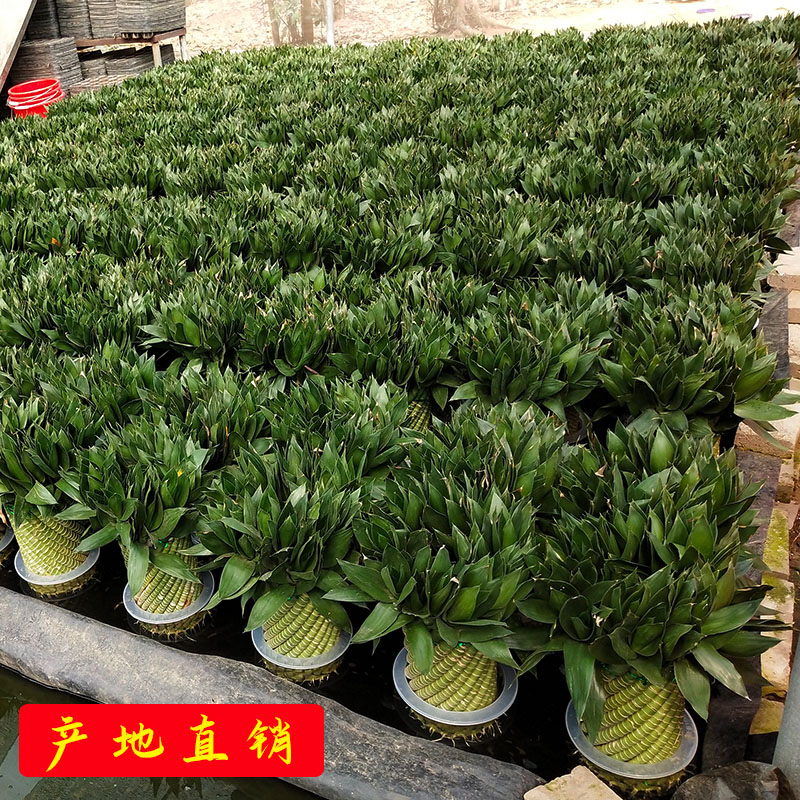 乔迁开业送礼富贵竹水培植物前台办公室客厅水养带根招财盆栽摆件