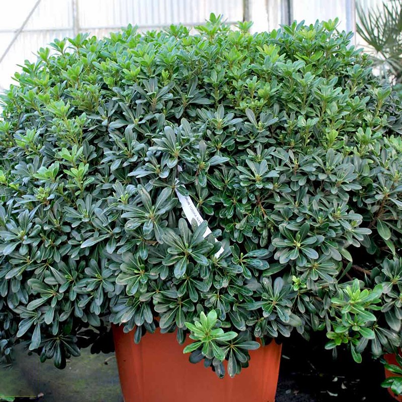 海桐球四季常青树苗开花气味芳香围墙绿篱笆耐寒工程园林绿化小苗