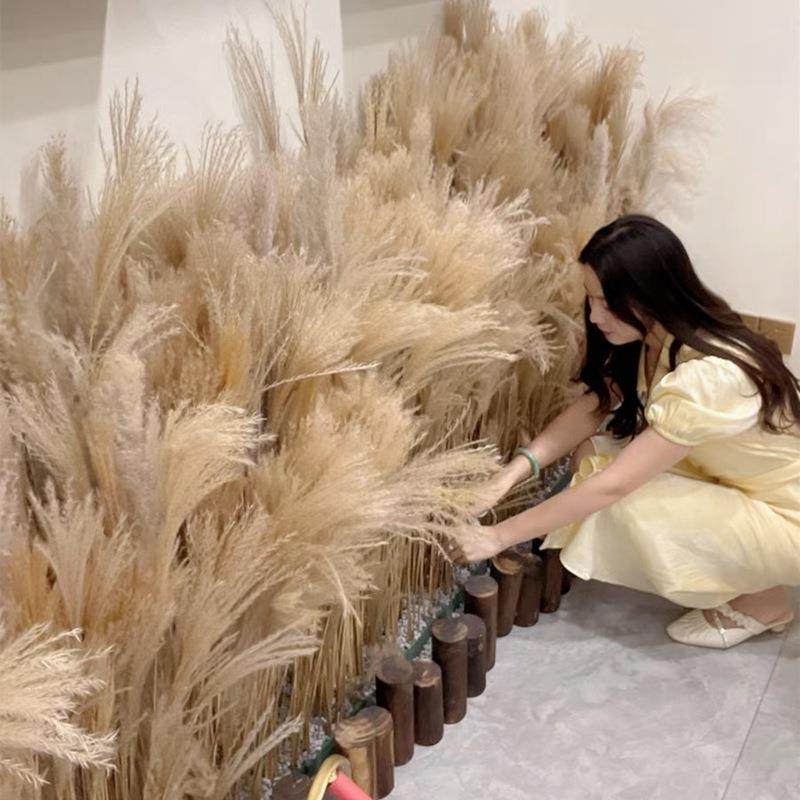 新品新品芦苇干花花束真花客厅落地摆婚庆场景造型家具装饰天然小,纺织面料/辅料/配套,纺织机械配件,淘宝优惠券,粉丝福利购,淘宝优惠卷