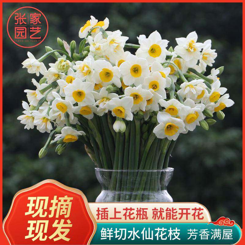 漳州水仙花带花苞鲜花花束切花插花室内冬季花卉漳