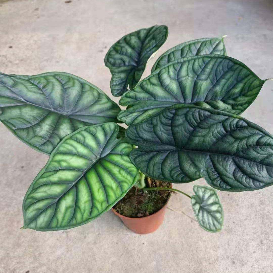 网红海芋绿植花卉居家植物盆栽140龙鳞海芋,农用物资,其他肥料,淘宝优惠券,粉丝福利购,淘宝优惠卷