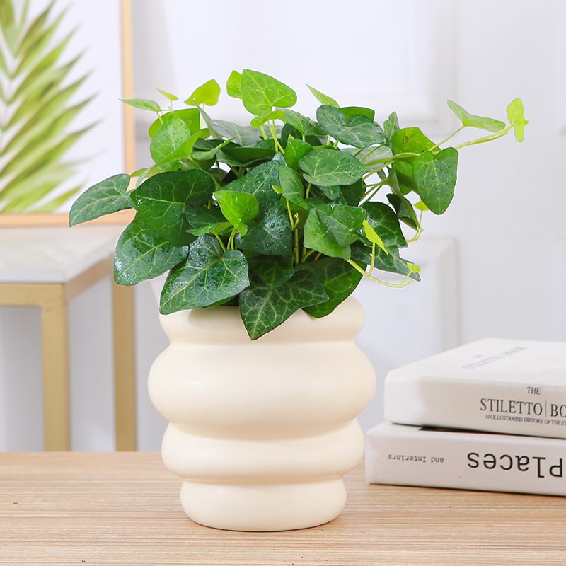 雪莹常春藤盆栽爱心叶稀有花叶可垂吊绿植吊兰窗台易养观叶常春藤