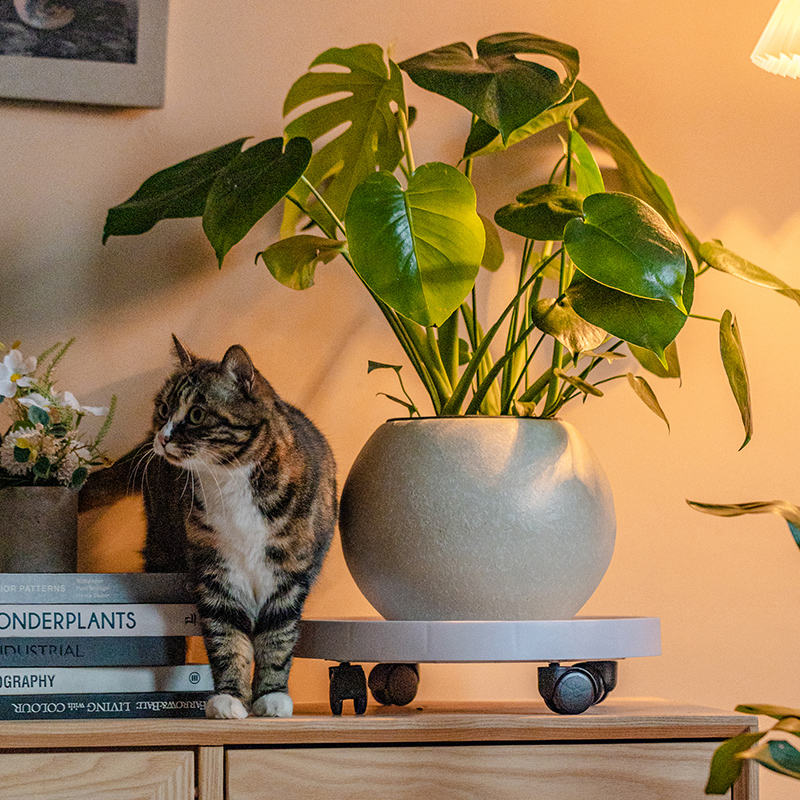 花盆托盘带轮加厚盆栽底座大号滚轮可移动接水盘花盆托架万向轮