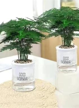 文竹栽室内大植栽物盆景厅桌面办公室小绿客植rzs81231室内盆好盆