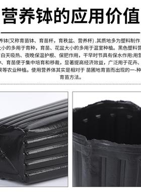 橙厂家营养钵02柑橘脐黑色塑料营养钵加厚加高卉次性一花育苗杯育