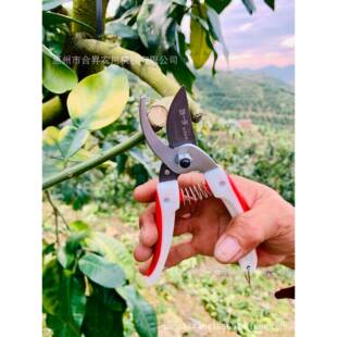 一71修树枝剪手枝剪刘园林园艺剪刀果树修剪1QCF工具果园家用园艺