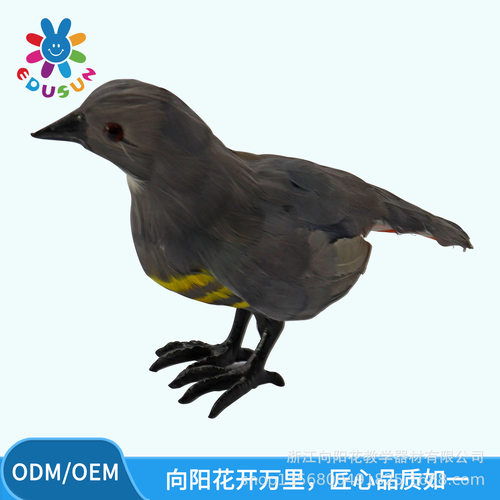 厂家直销仿真生物类模型3240仿真杜鹃模型生物教学仿真模型