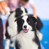 专业黑色比赛牵引绳训犬绳防暴冲P链尼龙圆形4mm不夹毛 包邮 狗通用