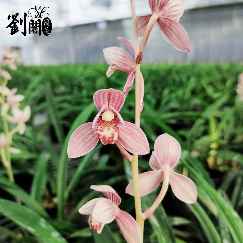 刘阁兰花苗 东方红荷 建兰荷瓣铭品 夏带花苞出售 室内外花卉盆栽