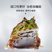 速冻冷冻去粘液泥鳅条腹部泥鳅段角蛙龙鱼食料饲料无菌冰冻