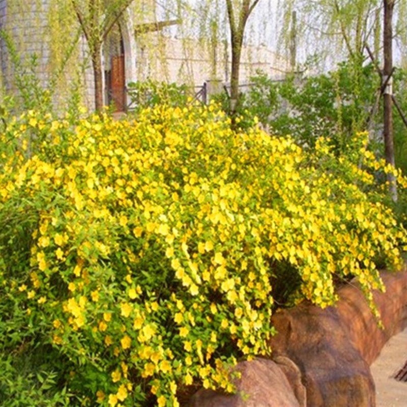 爬藤攀缘花卉 美丽的重瓣棣棠花苗 蔷薇花苗紫藤苗庭院榆叶梅