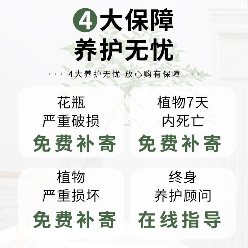 南天竹盆栽水培绿植物火焰红水养室内花卉蓝天竹吊钟马醉木南天竺