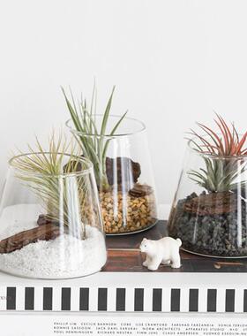 桌面小盆栽空气凤植办物公室观微景生梨hzy58372态创意绿植创意室