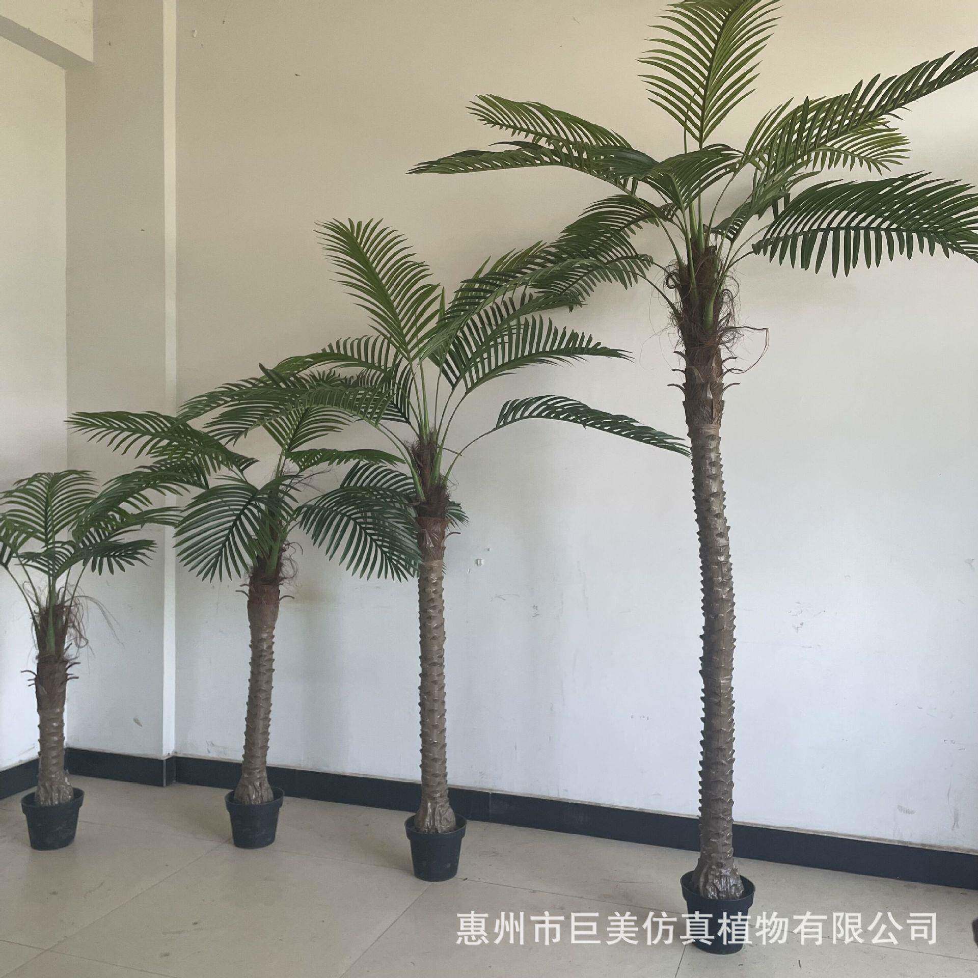 真美丽针葵小绿扇葵树塑大胶杆套接老人葵网红葵树型植仿JM0325盆