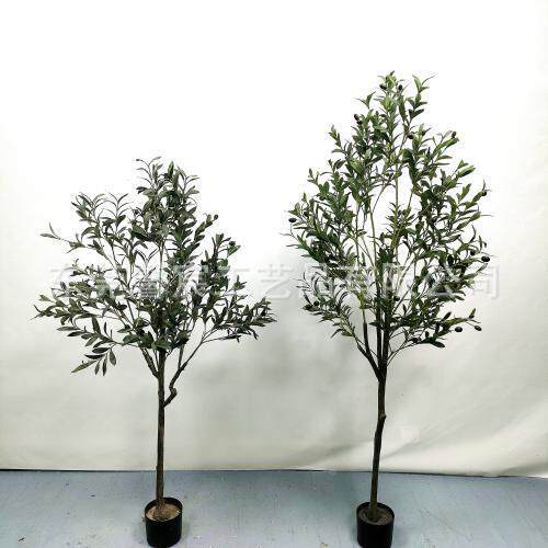 工厂销直真榄常规橄榄树绿植物盆栽室内人ODG造老纵加密橄树居家
