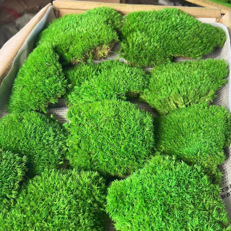 永白藓品精BKV白发生藓室内软发装铺面永生苔藓墙植物墙包邮基地