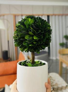 旺办公室工物绪位桌面绿植上班F9675S85情稳定客厅宅植小摆件家居