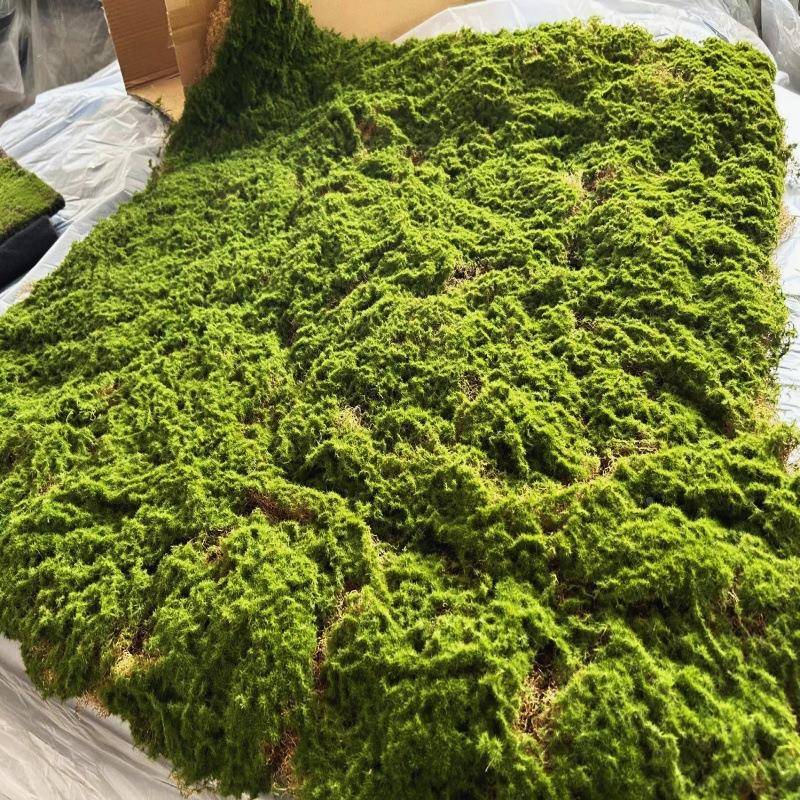 底是丝状仿真苔毯草坪绿植青苔地墙园藓林软装75053假山沙盘橱窗