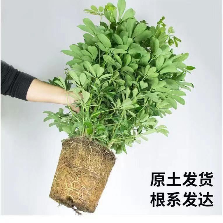 大型室内客厅栽花卉八方财鸭150脚绿木植七叶莲发财盆树来鸭掌木