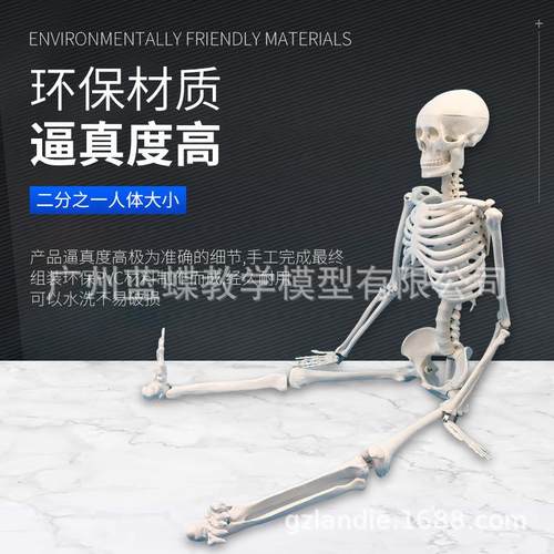 学医标准人关体307骨骼模型骨架教学模型85m骨架节模型正骨模c型